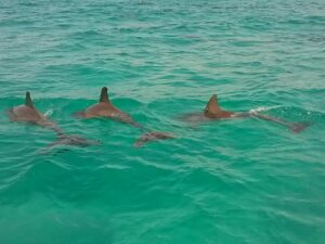 Dolphins and Smiles Dolphins and Smiles